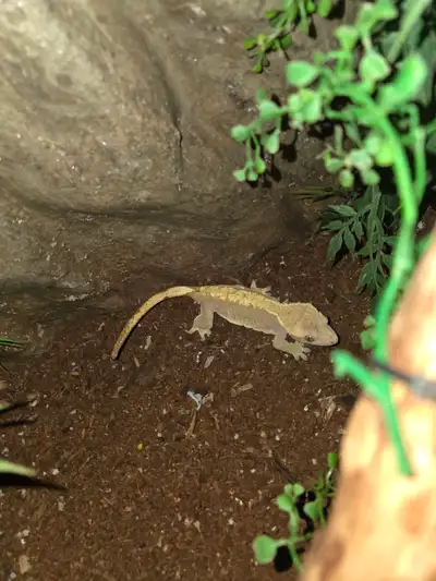 WANT GONE ASAP.  BREEDER CRESTED GECKOS, View more