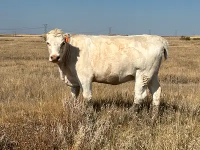 We have some purebred bred heifers and cow on offer.. they are bred for March 10 to May 30 calving....