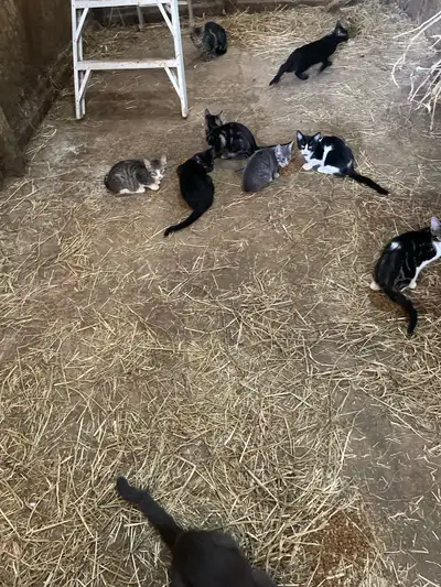 farm kittens, View more