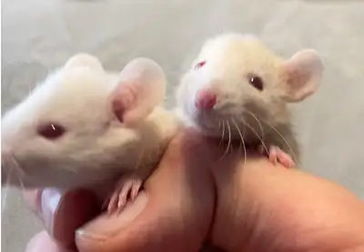 Beautiful domestic rats for sale sale. Males and females. - All sizes available. - Dwarfs. - Dumbo’s...