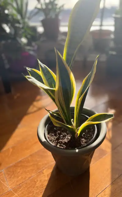 Snake Plant, View more