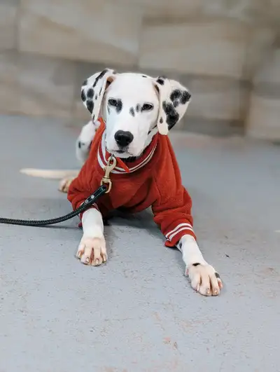 Dalmatien 6 mois, View more