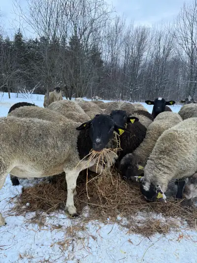 agneau / bélier / mouton à vendre, View more