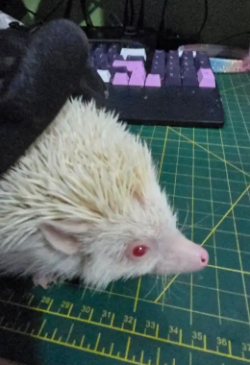 Young Friendly Hedgehog - Free to Good Home, View more