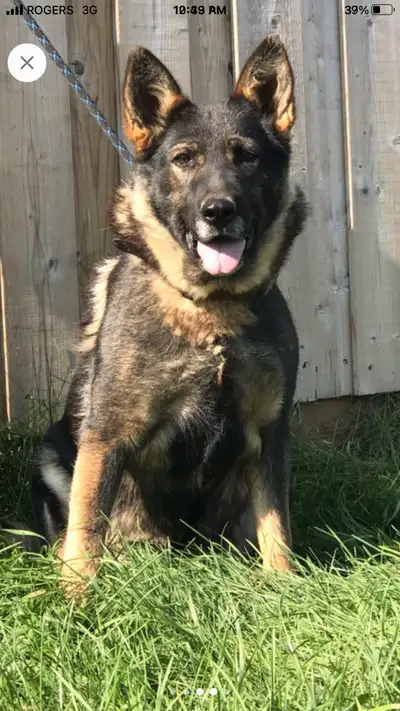 BEAUTIFUL German Shepherd female for sale European German Shepherd, Great watch dog $500 Sable in co...