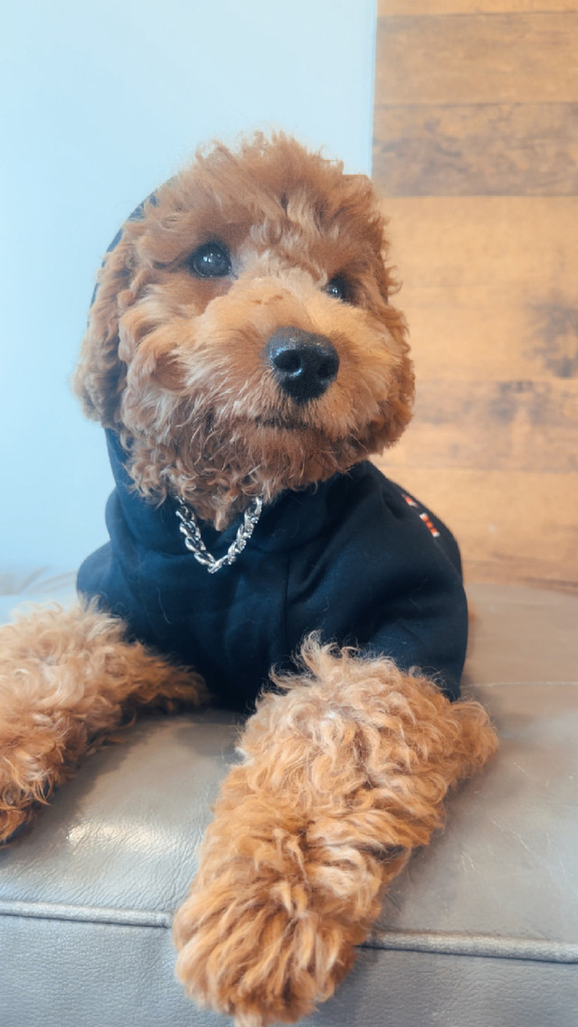 Chien Goldendoodle dans Chiens et chiots à adopter  à Laval/Rive Nord - Image 2