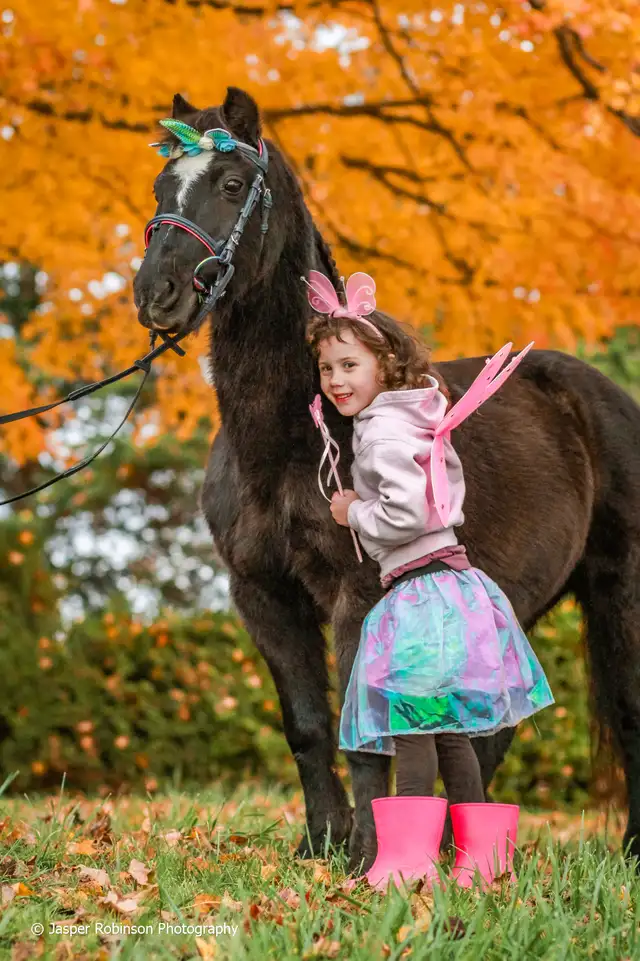 Beginner Riding Lessons - No experience needed!65381405137667122