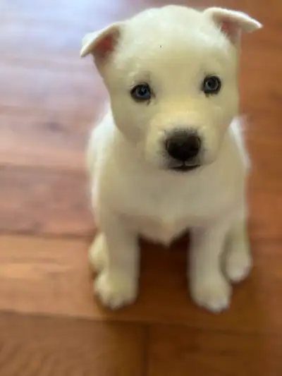 Purebred All White Siberian Husky Puppies, View more