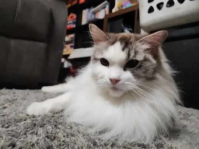 Female Ragdoll Cat For Rehoming