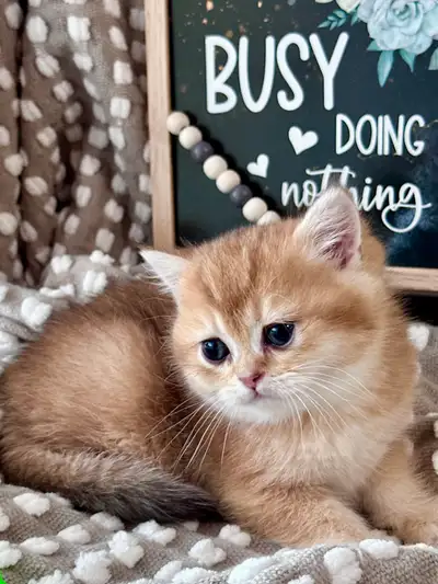 PUREBRED NY12 BRITISH SHORTHAIR BOY!, View more