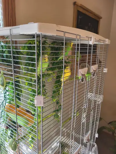 3 budgies and bird cage, View more