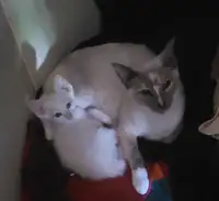 Flamepoint Siamese kittens