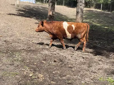 Steer for sale, View more