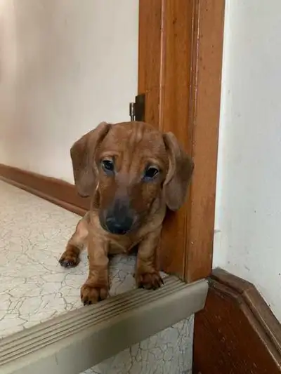 Purebred Dachsund Puppy Looking for Forever Home, View more