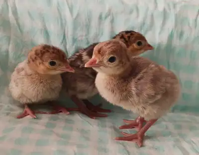 Turkey poults, View more
