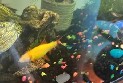 orange glow shark, Voir plus