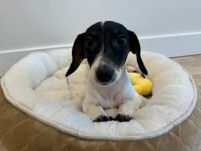 Miniature dachshund Our tiny female Dachshund vividly is 9 months old and just a joy to have around....
