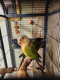 2 conures and cage