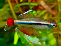 minnow in Fish for Rehoming in Canada - Kijiji Canada
