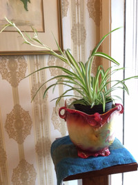 Super Healthy SPIDER PLANTS-Air Cleaner and Easy CareHouseplant