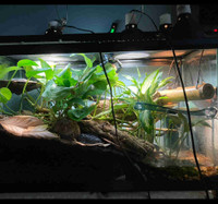 Giant Day gecko and Bioactive Terrarium (delivery available) 