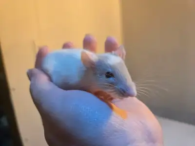 Baby and young rats available, View more