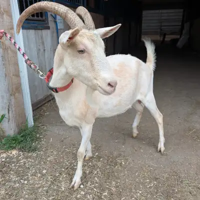 Dairy Goats for Sale, View more