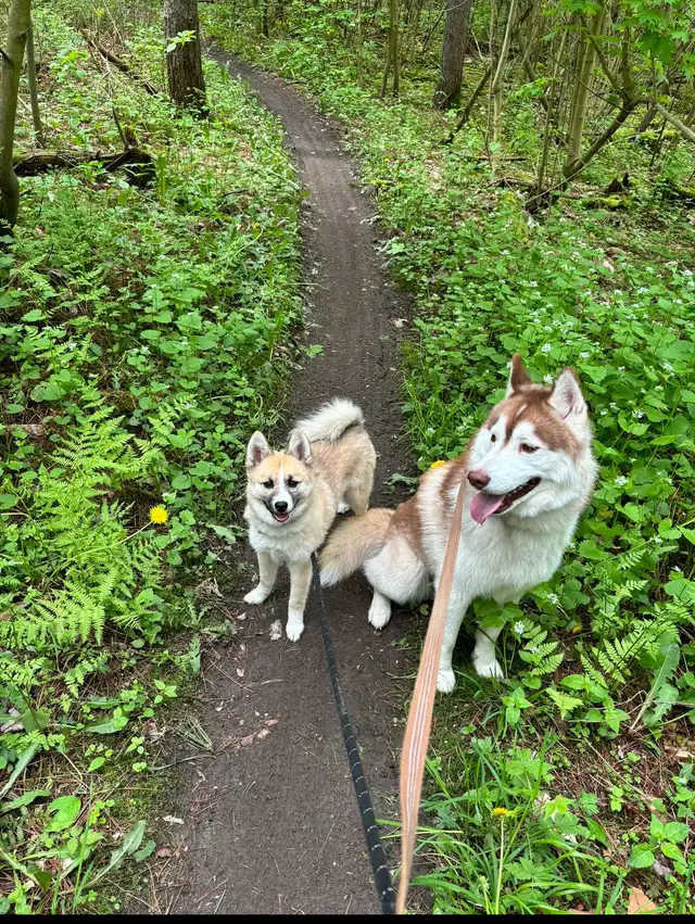 Pomsky Puppies - Ready for Homes July 18th in Dogs & Puppies for Rehoming in Markham / York Region - Image 10