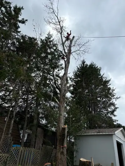 Handyman and Tree Cutting Services 613-796-8852, View more