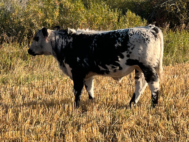 speckle park bull calves in Livestock in Red Deer