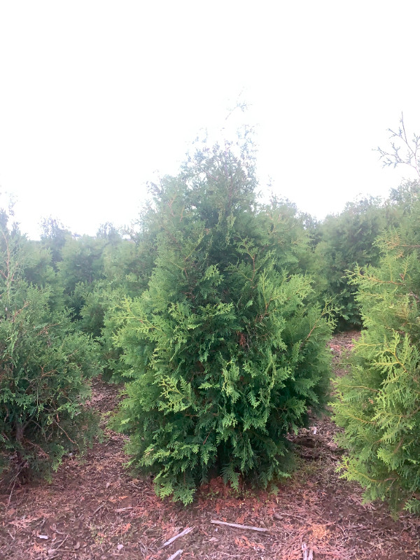 Locally Grown, Nursery Grade Trees in Plants, Fertilizer & Soil in Chatham-Kent - Image 2