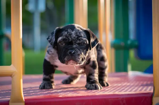 Micro bulldog puppies in Dogs & Puppies for Rehoming in Oshawa / Durham Region - Image 9