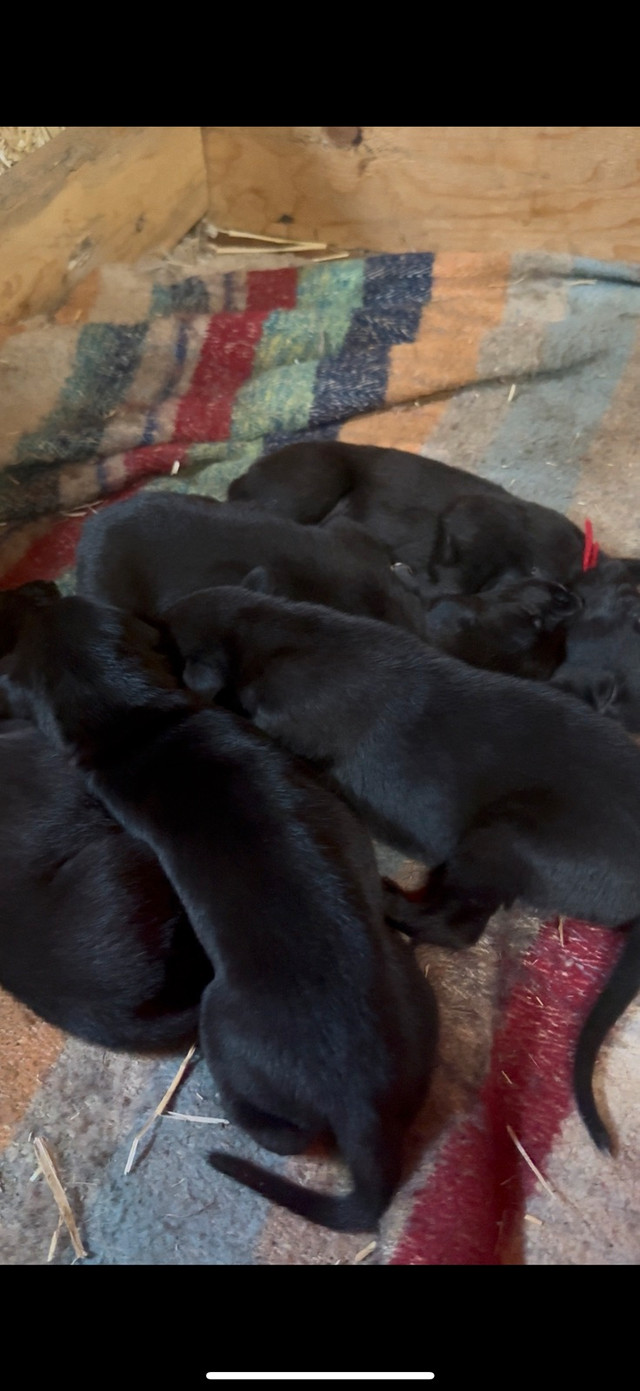 Greyhound Puppies in Dogs & Puppies for Rehoming in Abbotsford