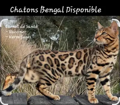 Chatons Bengal, View more