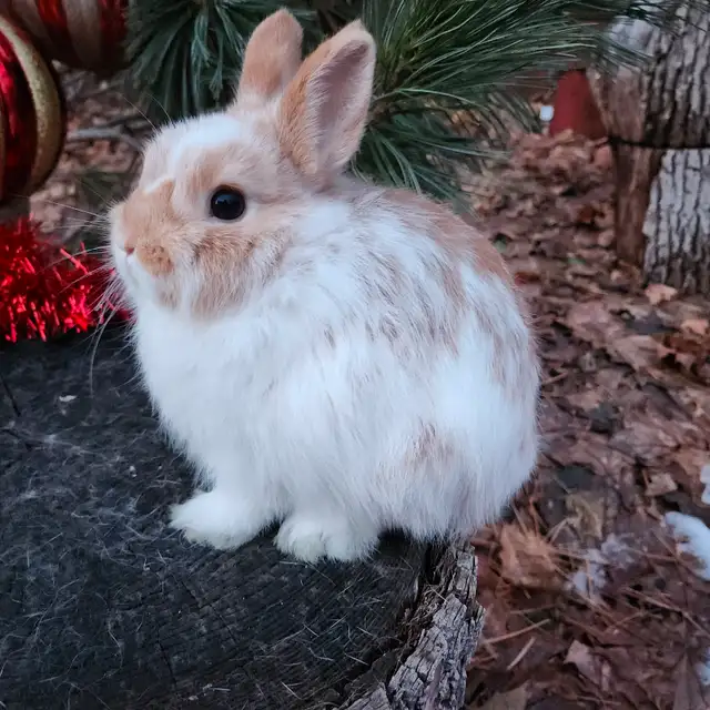 EXTRAORDINARY NETHERLAND DWARF, HOLLAND LOP,  ANGORA BUNNIES in Small Animals for Rehoming in Thunder Bay - Image 2