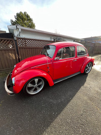 Beetle Bug Volkswagen
