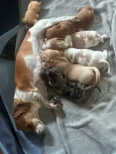 Miniature Dachshund Pups for Sale, View more