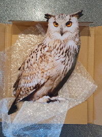 Realistic Owl Decoy to scare off rodents and birds