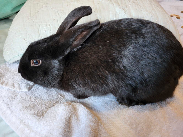 Young male rabbit for rehoming  in Small Animals for Rehoming in Oshawa / Durham Region