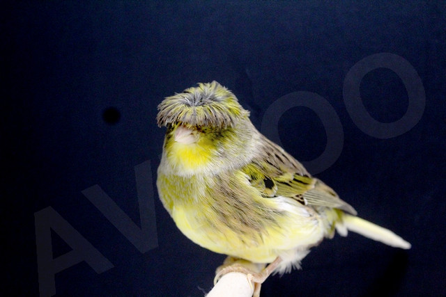 CANARIS GLOSTER M/F DISPONIBLES dans Oiseaux à adopter  à Lanaudière