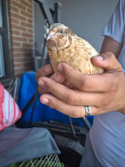 4 quails free to a good home, View more