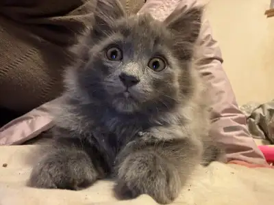 Maine Coon kitten 9 weeks grey smoke female, View more