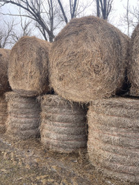 Alfalfa Hay 