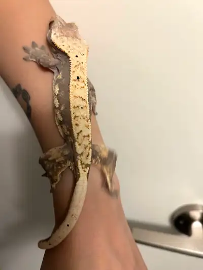 38g female crested gecko  , View more