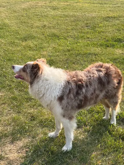 Meet this lovely spayed registered Border Collie, a delightful companion ready for a new home. This...