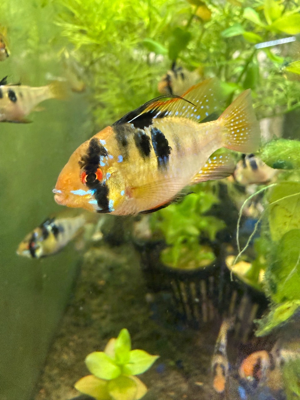 German Blue Rams | Fish for Rehoming | St. Catharines | Free local ...