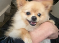 Miniature Pomeranian 