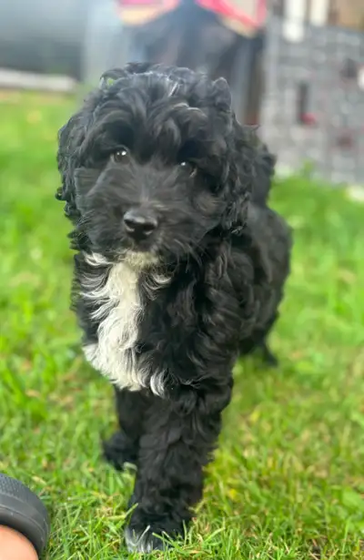 Toy Aussiedoodle LAST One, View more