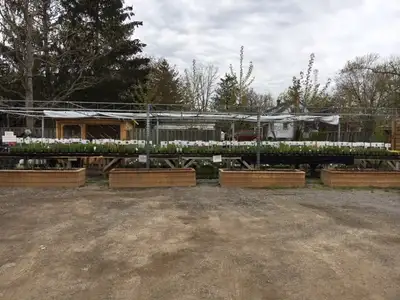 Perennials and annual plants for sale, View more
