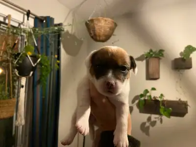 Chiots Jack Russell à vendre, View more